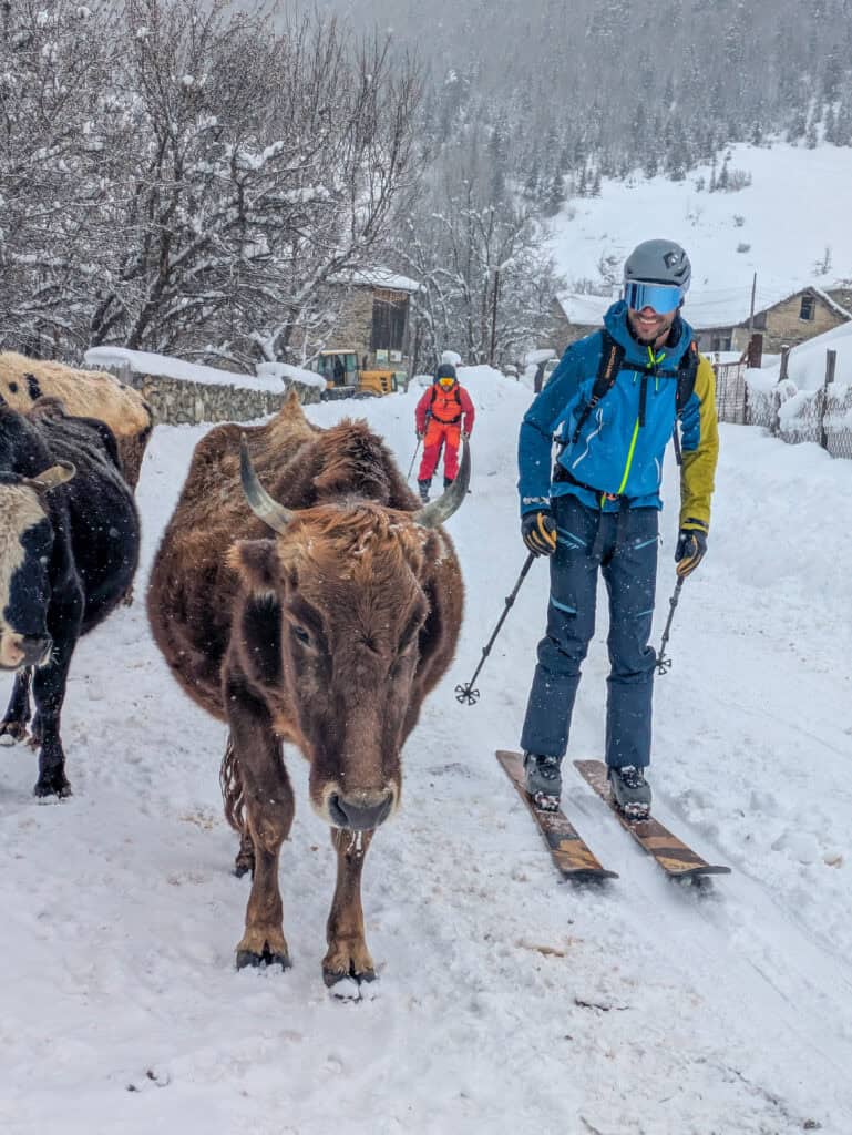 Cows in Georgia after the ski tour