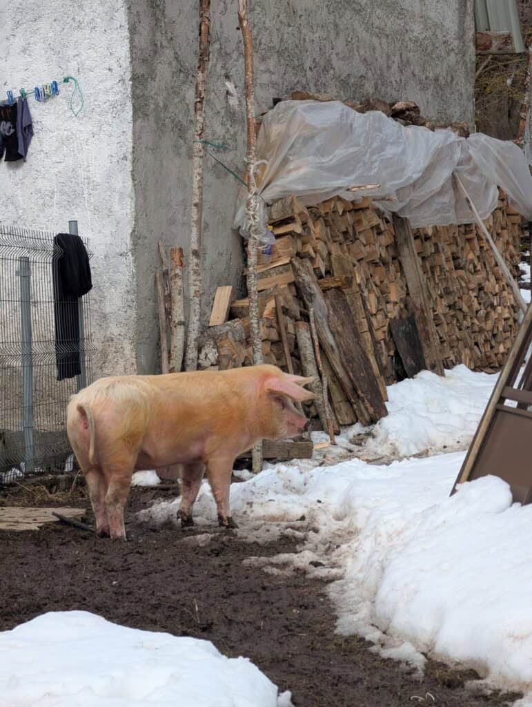 Schweine nach der Skitour in Albanien